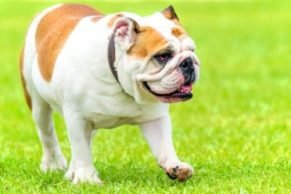 The Best English Bulldog Breeders In Georgia