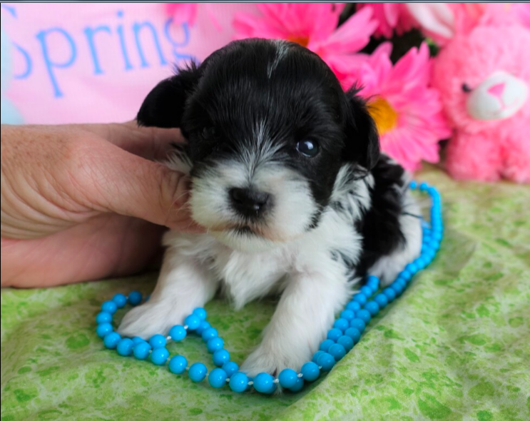 Teacup puppies