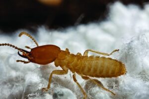 termite control