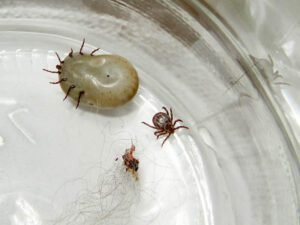 Some Ways to get rid of ticks
