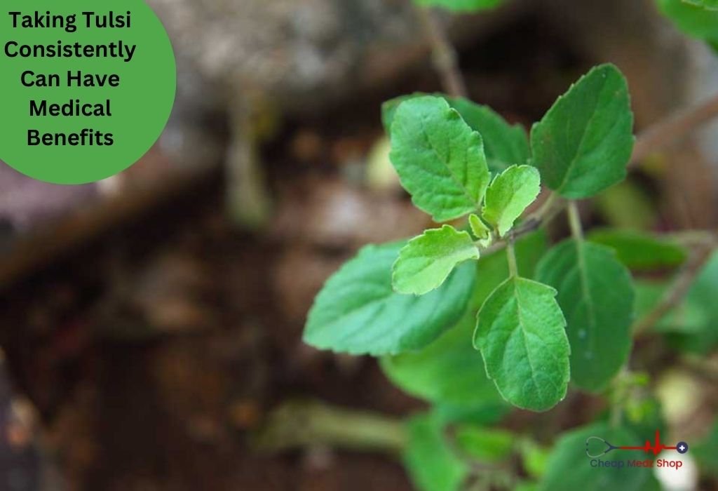 Taking Tulsi Consistently Can Have Medical Benefits