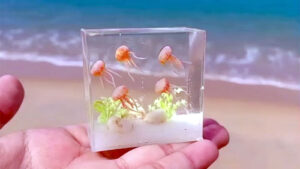 Jelly-Fish-Tanks